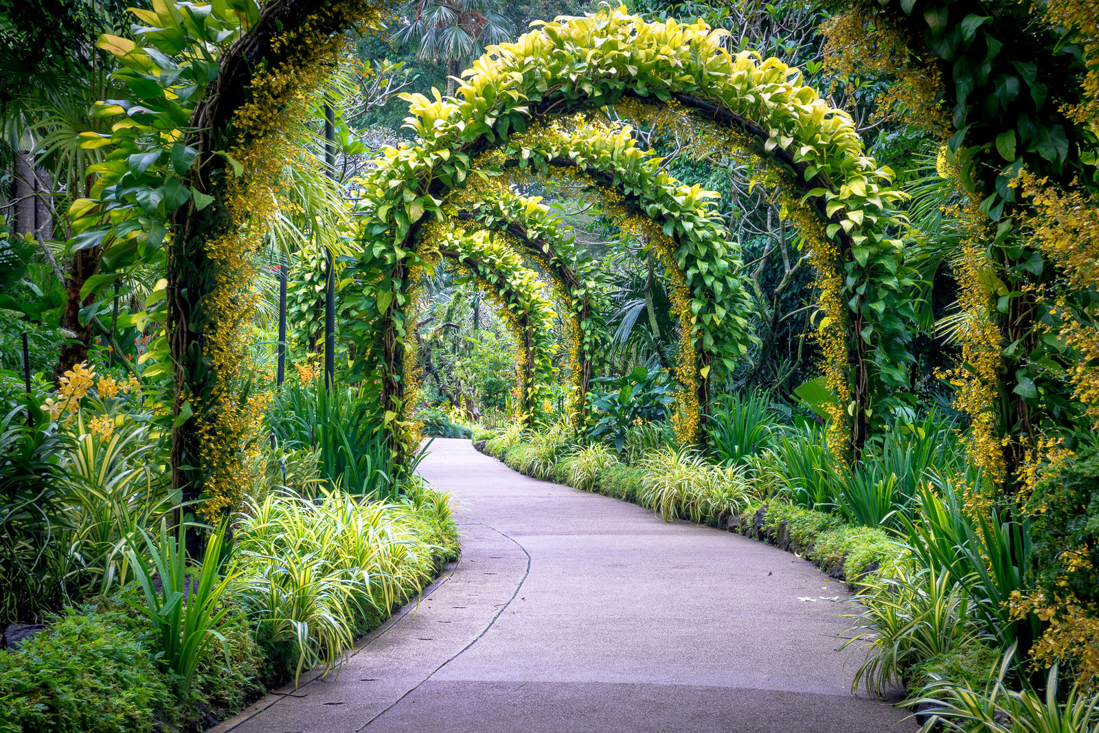 Cultivating Singapore’s Reputation As A Garden City: Singapore Botanic Gardens